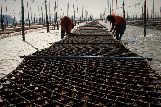 사진설명 = 서해물산 양식장 전경